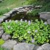 Woo's Worms Water Hyacinths growing in pond