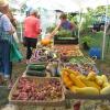 Clare's produce. What a nice spread!